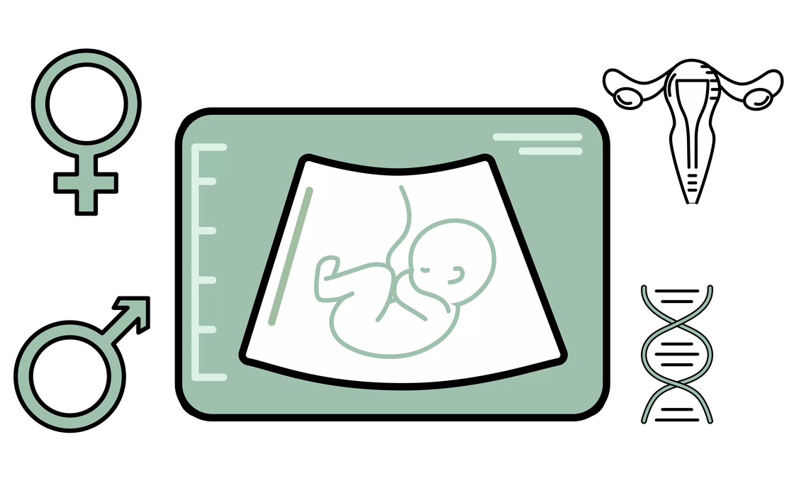 Illustration : écran d’échographie entouré des symboles féminin, masculin, utérus et ADN